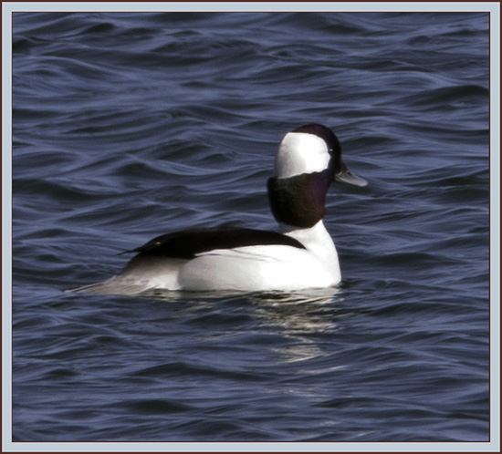 Bufflehead