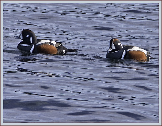 Harlequin Ducks