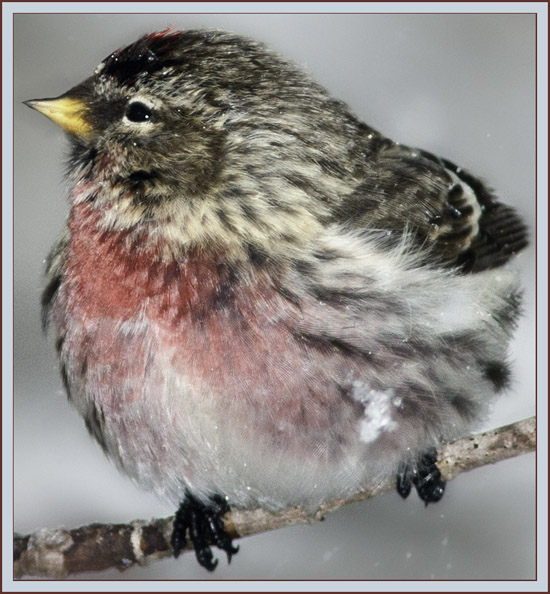 Common Redpoll