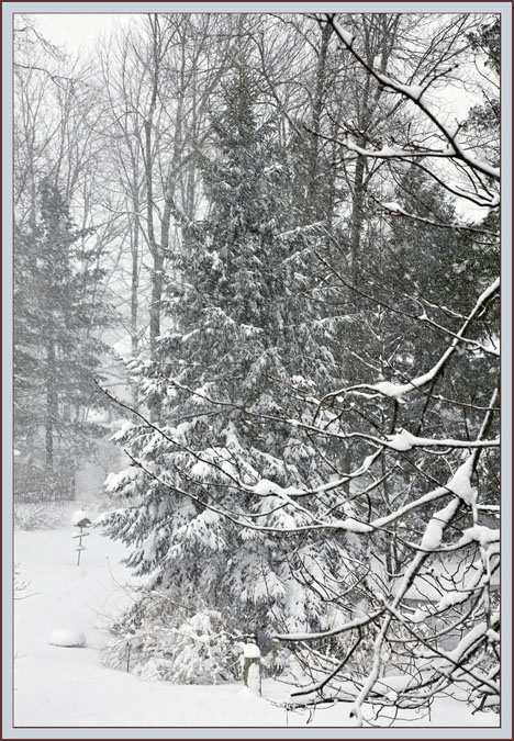 Backyard View in a Snowstorm