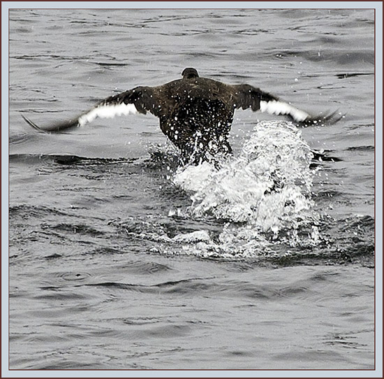 White-winged Scoter Taking Flight