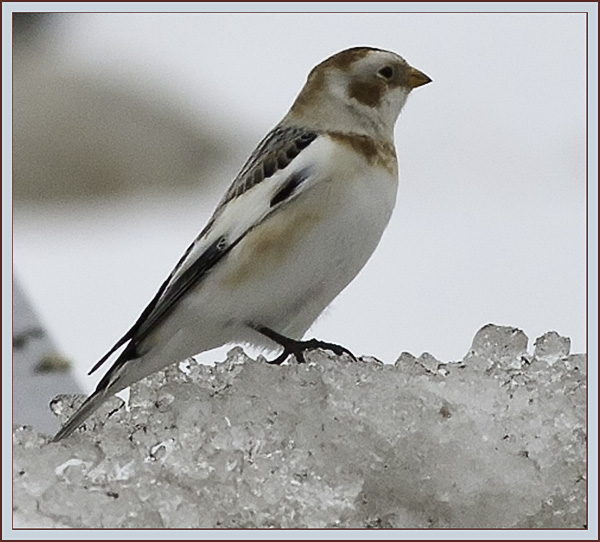 Snow Bunting