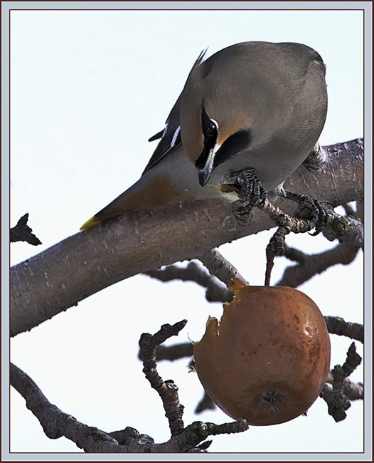 Bohemian Waxwing - Cumberland, Maine