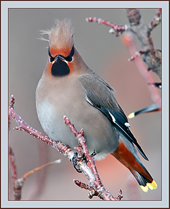 Bohemian Waxwing - Cumberland, Maine