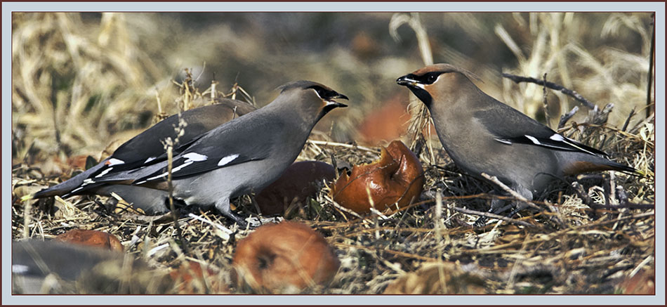 Bohemian Waxwings - Cumberland, Maine