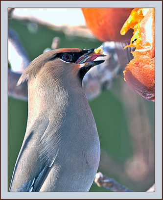 Bohemian Waxwing - Cumberland, Maine