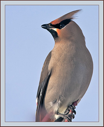 Bohemian Waxwing - Cumberland, Maine