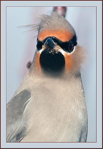 Bohemian Waxwing - Cumberland, Maine