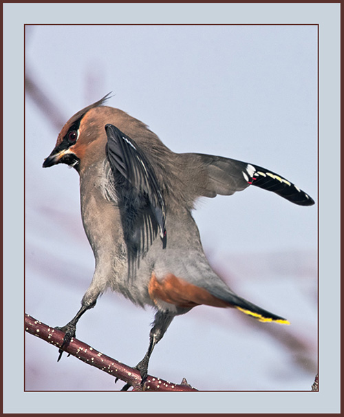 Bohemian Waxwing - Cumberland, Maine