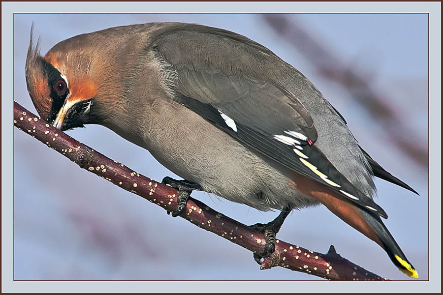 Bohemian Waxwing - Cumberland, Maine