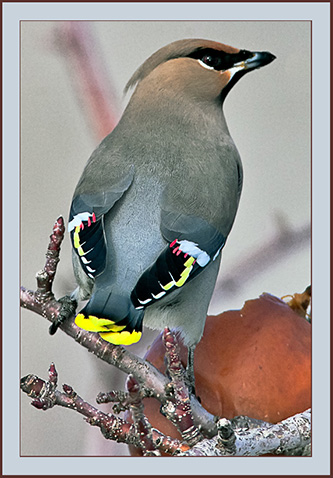 Bohemian Waxwing - Cumberland, Maine