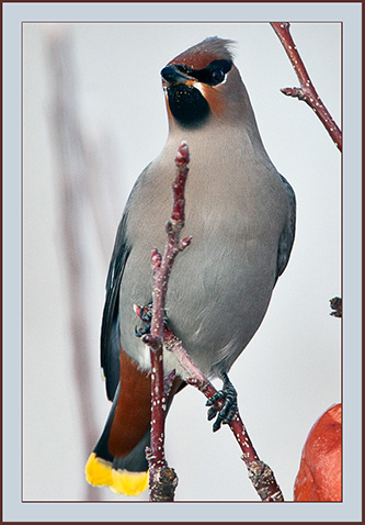 Bohemian Waxwing - Cumberland, Maine