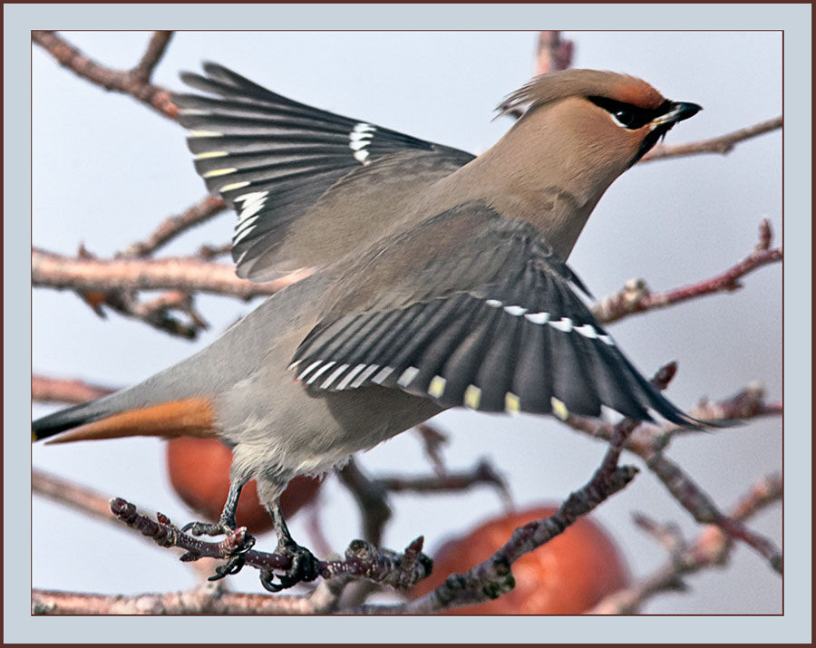 Bohemian Waxwing - Cumberland, Maine