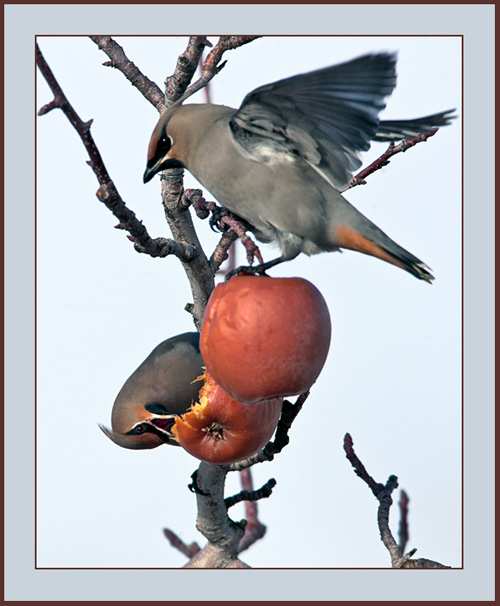 Bohemian Waxwing - Cumberland, Maine