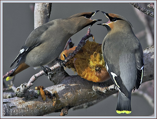 Bohemian Waxwings - Cumberland, Maine