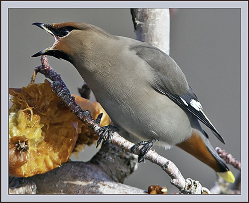 Bohemian Waxwing - Cumberland, Maine