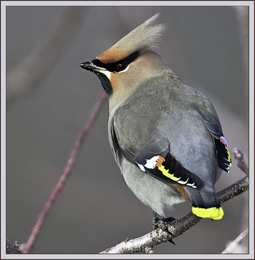 Bohemian Waxwing - Cumberland, Maine