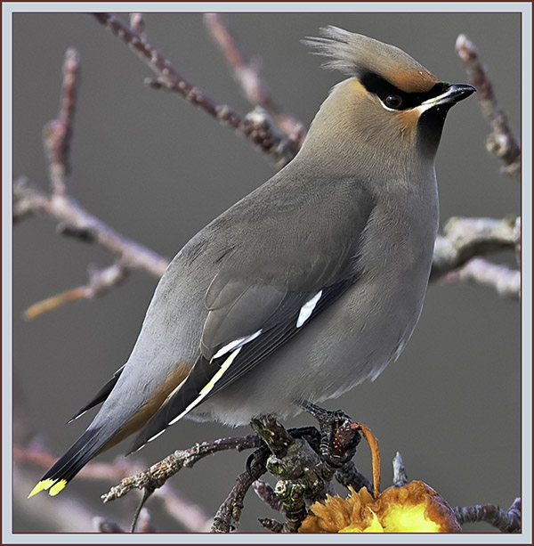 Bohemian Waxwing - Cumberland, Maine