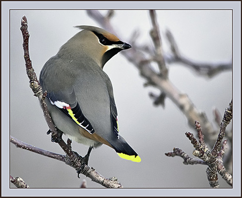 Bohemian Waxwing - Cumberland, Maine