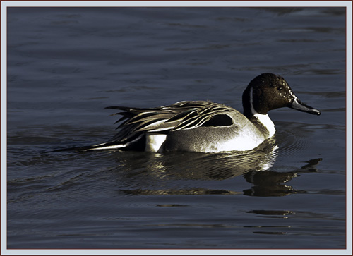 Northern Pintail