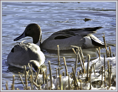 Northern Pintails