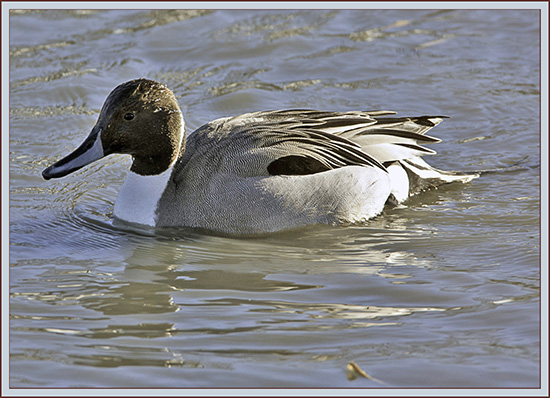 Northern Pintail - South Portland, Maine