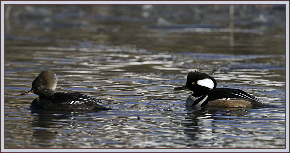 Hooded Mergansers