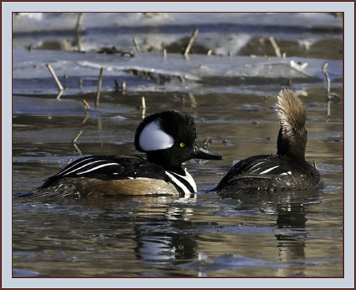 Hooded Mergansers