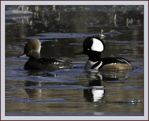 Hooded Mergansers