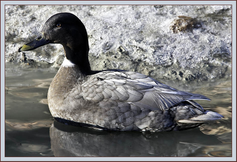 Mallard Hybrid