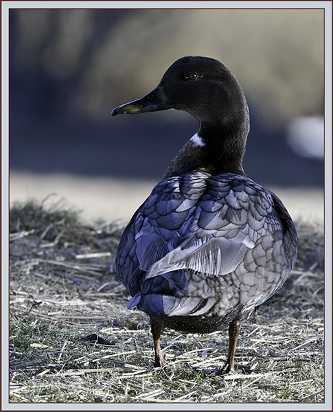 Mallard Hybrid