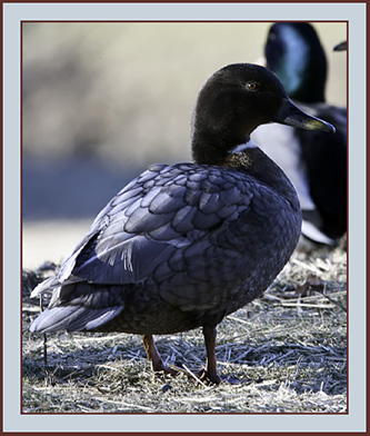 Mallard Hybrid