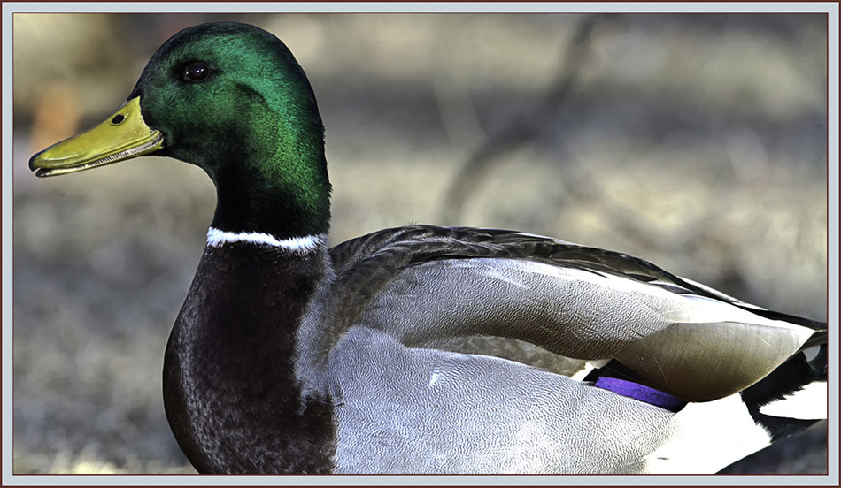 Mallard