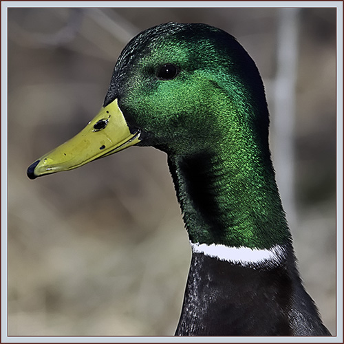 Mallard