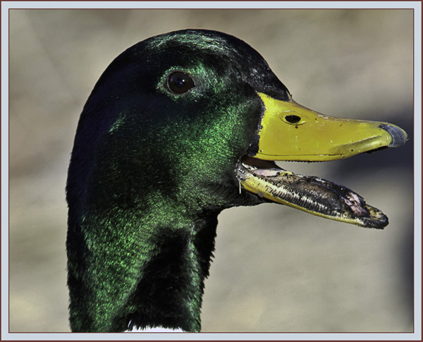 Mallard - South Portland, Maine