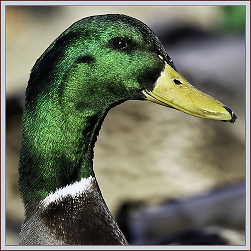 Mallard