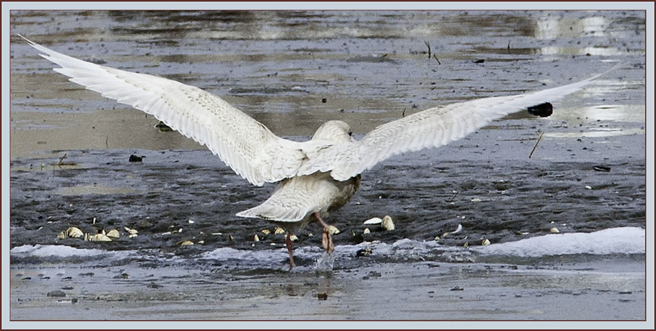 Glaucous Gull