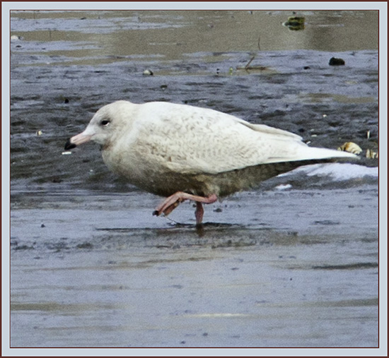 Glaucous Gull