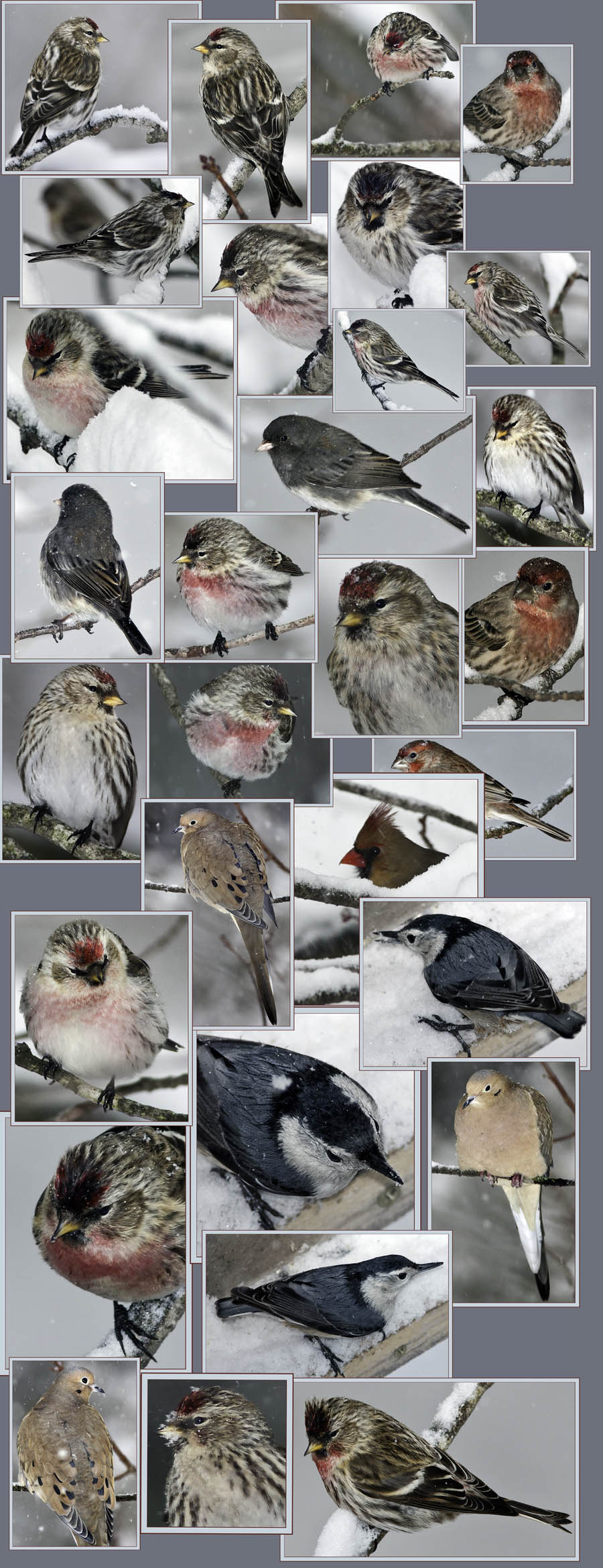 Backyard Blizzard Birding with a Lens