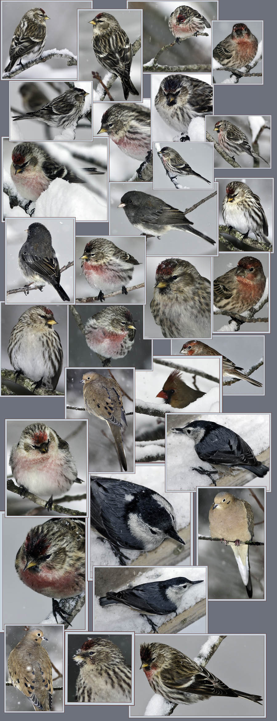 Backyard Blizzard Birding with a Lens