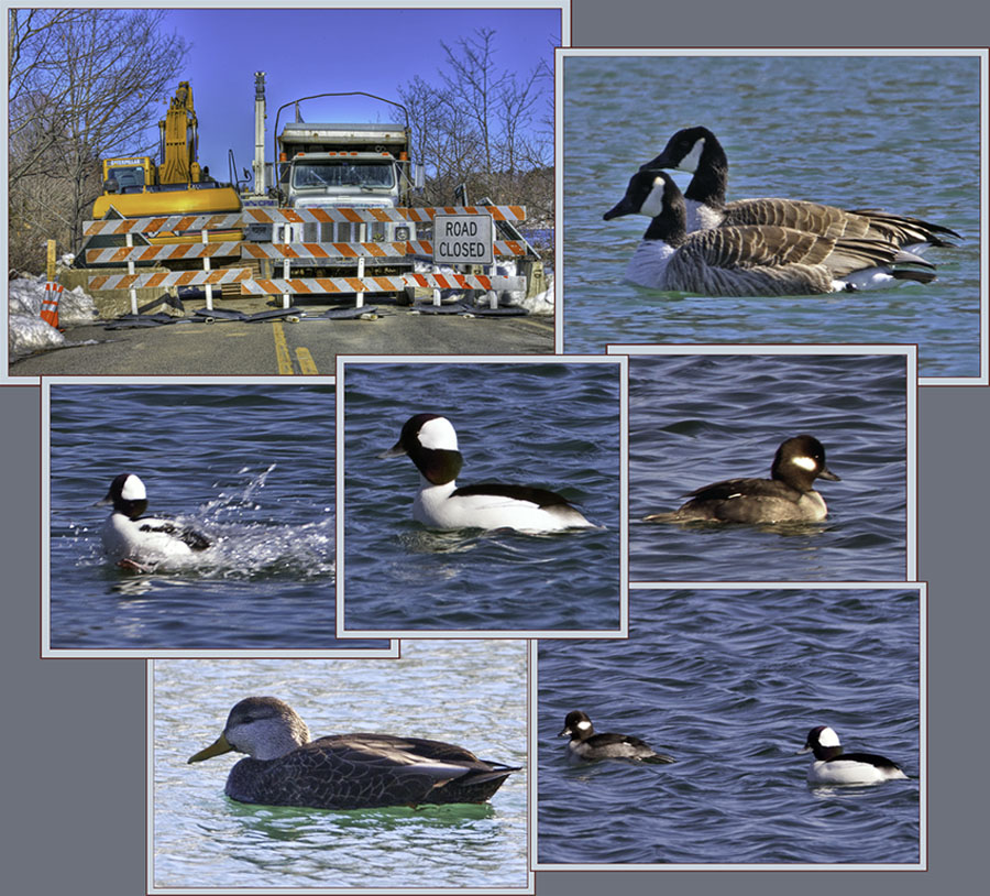 At the Bufflehead Stop