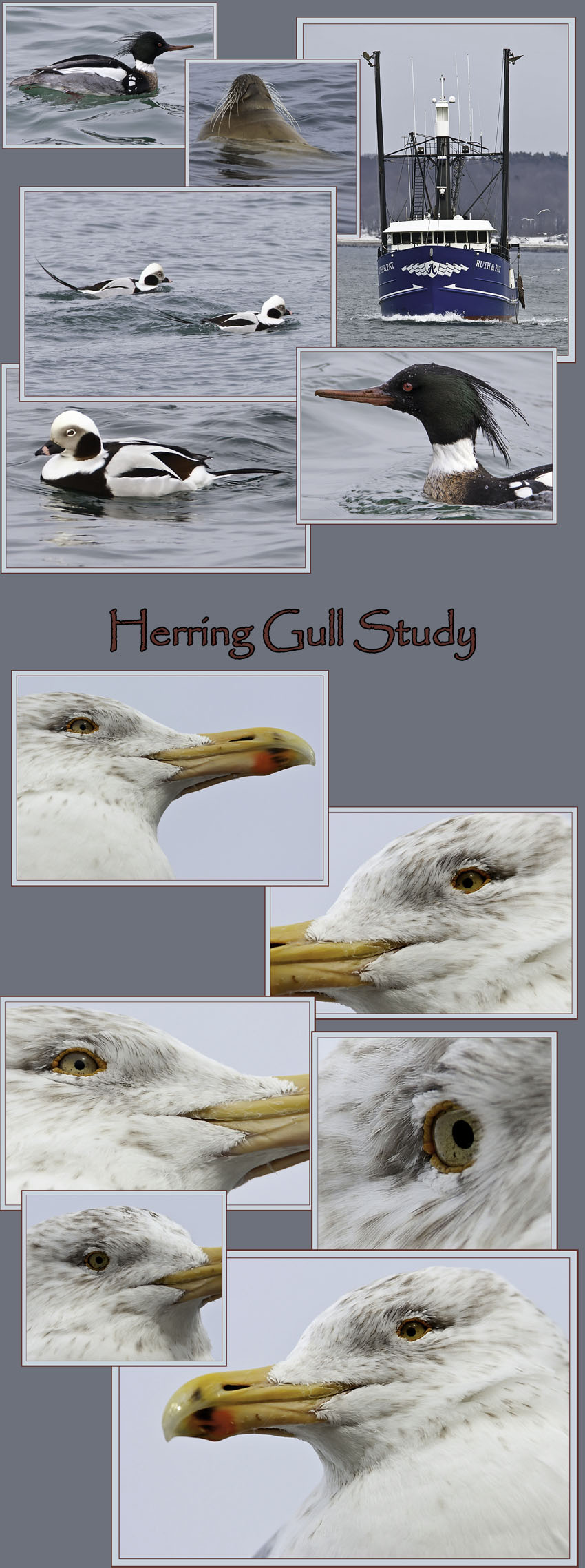 Around Portland Harbor & the Herring Gull