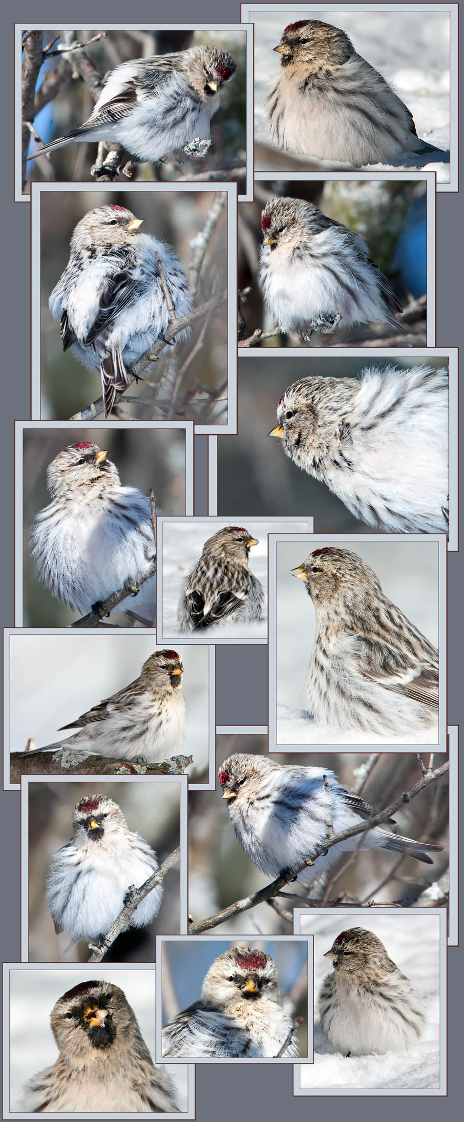 Hoary Redpoll Files