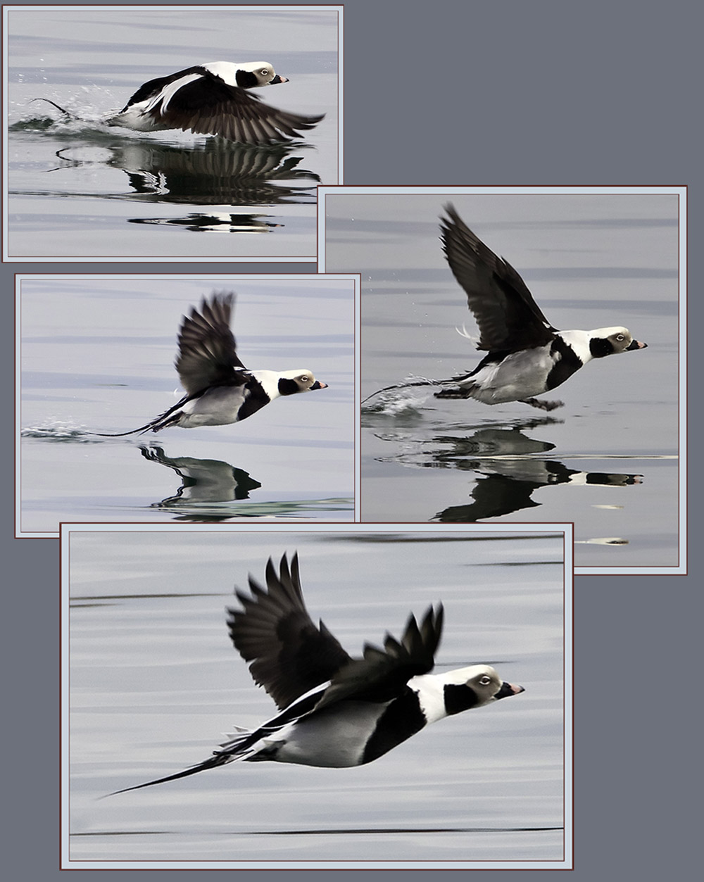 Long-tailed Duck Flight Sequence