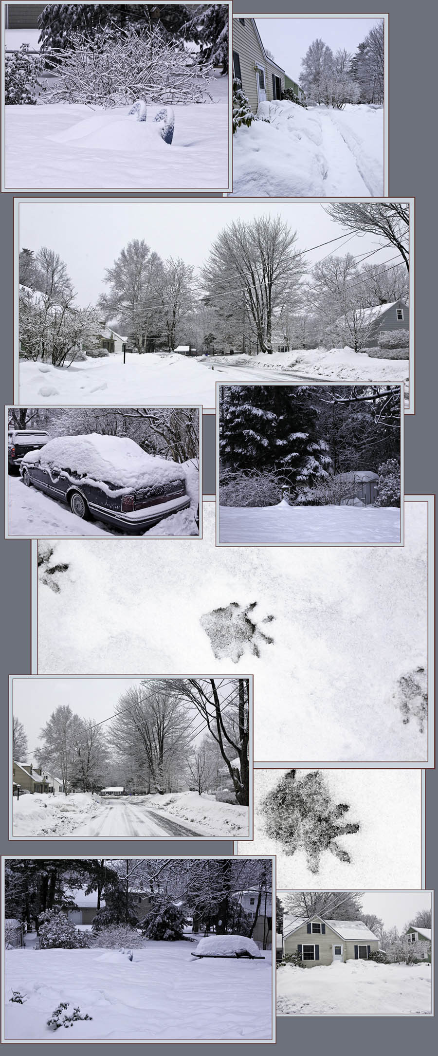 Neighborhood Views & Raccoon Tracks  - Portland, Maine