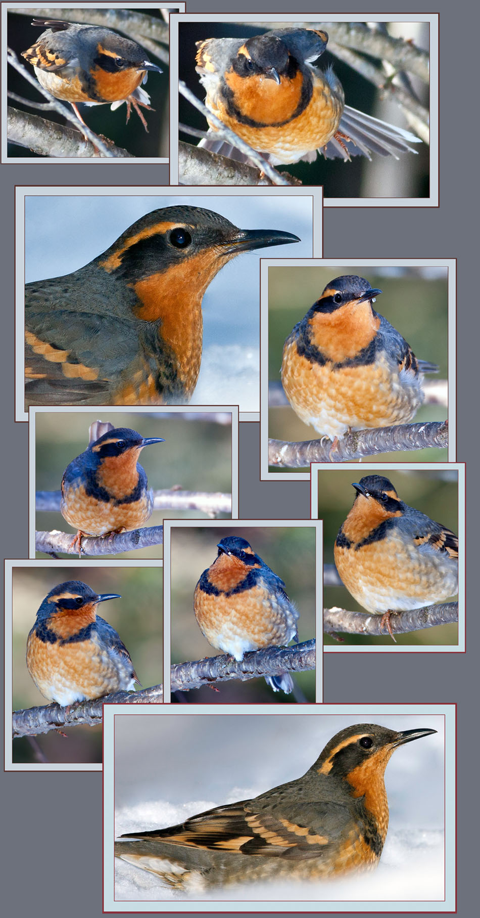 Varied Thrush Views